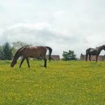 The Richest Man in the Walley