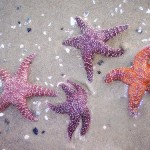 Povestea stelelor de mare